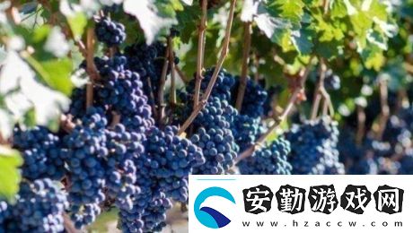 送去新疆數(shù)葡萄干是什么梗絡(luò)用語送去新疆數(shù)葡萄干梗意思及出處分享
